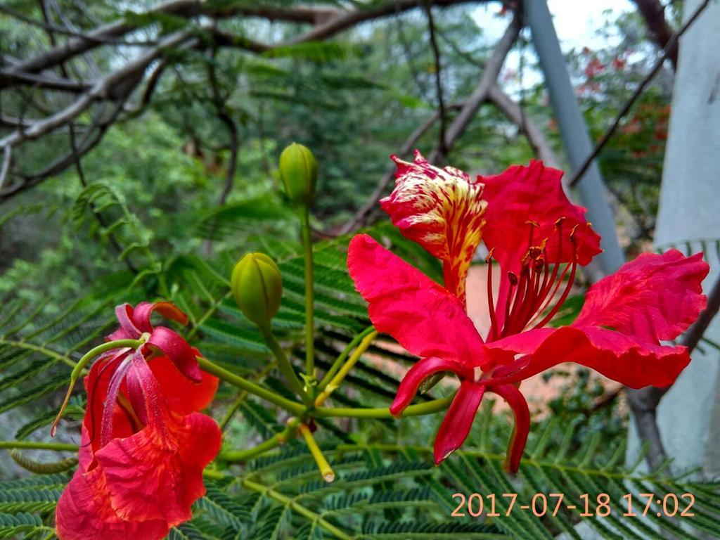 Purity Guest House Auroville Dış mekan fotoğraf
